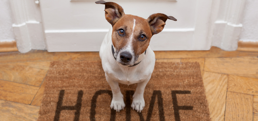 Tips to Successfully Move With Pets Tips to Successfully Move With Pets