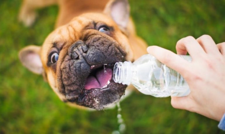 Keeping Your Pets Cool During a Move in Summer Keeping Your Pets Cool During a Move in Summer