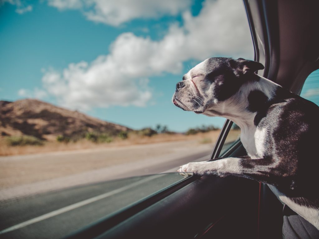 Moving With Your Dog Moving With Your Dog